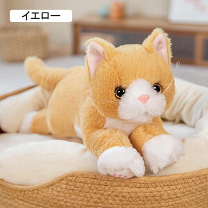 ʂ L lR L L A  QNbV   킢 _炩  50cm FB ޏ q E N̒aLÕv[g  YQ