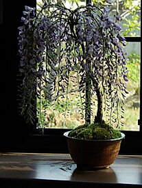 盆栽 薄紫の藤のお花 鉢入り