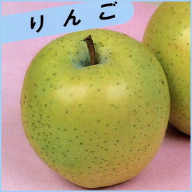 リンゴ苗木 13.5cmポット苗 接木1年生苗 りんご 林檎
