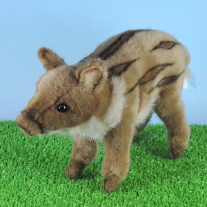 HANSA nT ʂ ԂCmVV 13