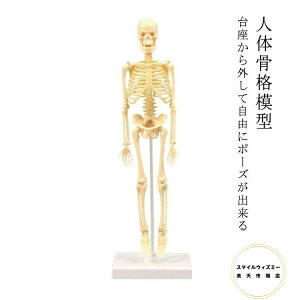 l̍i͌^ 35cm iW{ t RɃ|[Yo  X^h  f Sg XPgf