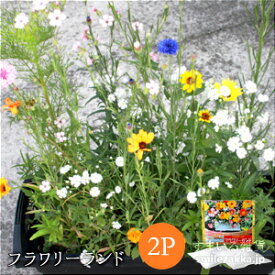 楽天市場 植えっぱなしの通販
