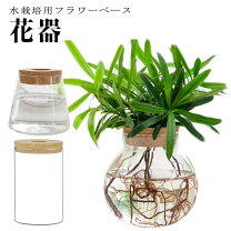 楽天市場】水耕栽培 容器（インテリア小物・置物｜インテリア・寝具 