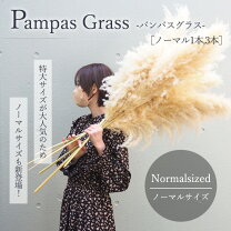 楽天市場】パンパスグラス ドライフラワーの通販