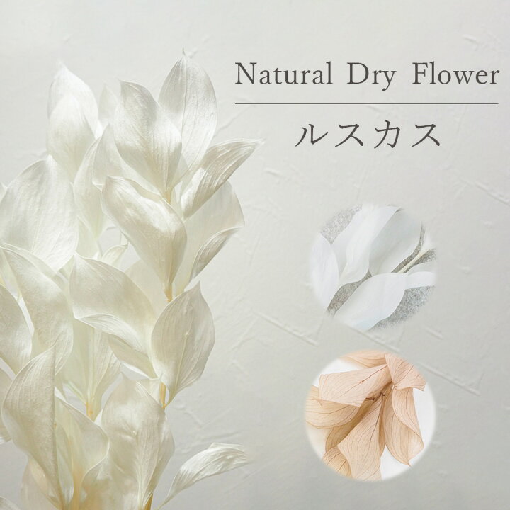 楽天市場】ルスカス【3本入り】 / ドライフラワー ドライリーフ 