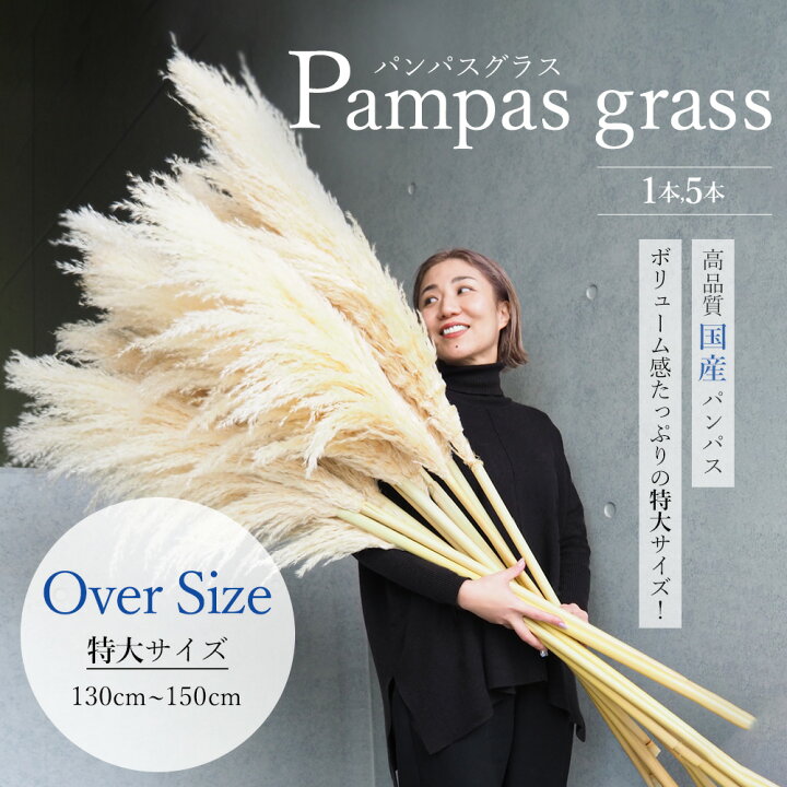 楽天市場】国産パンパスグラス高品質(特大)1本,5本入り 