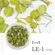 ネイル リーフ 押し花 ドライフラワー ハンドメイド【Leaf　LE-1】 エスミント 高品質 ボタニカル 葉 押…