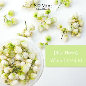 hCt[  nhCh lCyRice FlowermWhitenzGX~g nhCh ANZT[ i   lCA[g i` hCt[ ԃlC 