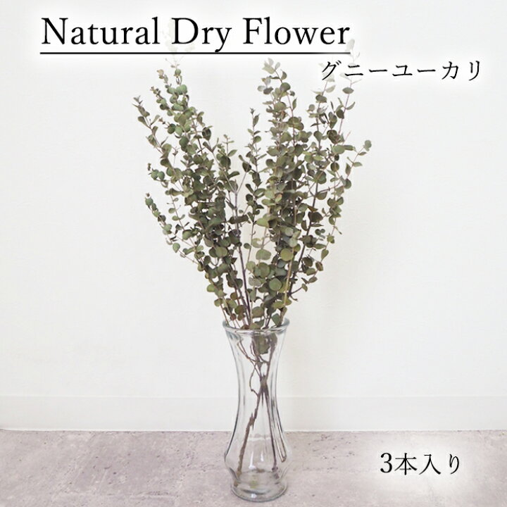 楽天市場 グニーユーカリ3本入り ユーカリ グニーユーカリ ドライフラワー Dryflower インテリア スワッグ フラワーアレンジメント Smint