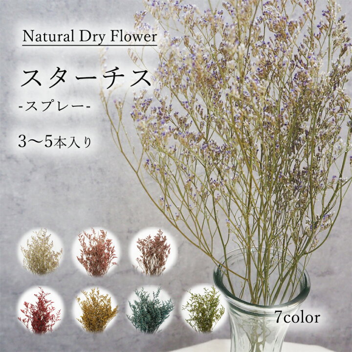 楽天市場 カラーを選べる スターチスースプレーー3 5本入り スターチス 宿根 スプレー ドライフラワー ドライリーフ Dryflower インテリア スワッグ フラワーアレンジメント ハンドメイド プレゼント インテリア Smint 楽天市場 カラーを選べる スターチスースプレーー3 5本入り スターチス 宿根 スプレー ドライフラワー ドライリーフ Dryflower インテリア スワッグ フラワーアレンジメント ハンドメイド プレゼント インテリア Smint