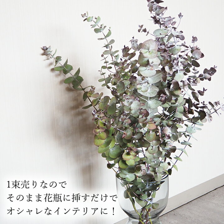 楽天市場 丸葉ユーカリ1束 ユーカリ 丸葉 ドライフラワー Dryflower インテリア スワッグ フラワーアレンジメント ハンドメイド プレゼント Smint