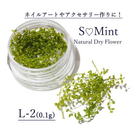 楽天市場 押し花 葉っぱの通販