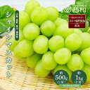 【指定日配送可】シャインマスカット 秀品 2房 約1kg以上 1房 約500g以上 大房 送料無料 産地厳選 長野 山梨 香川 福…
