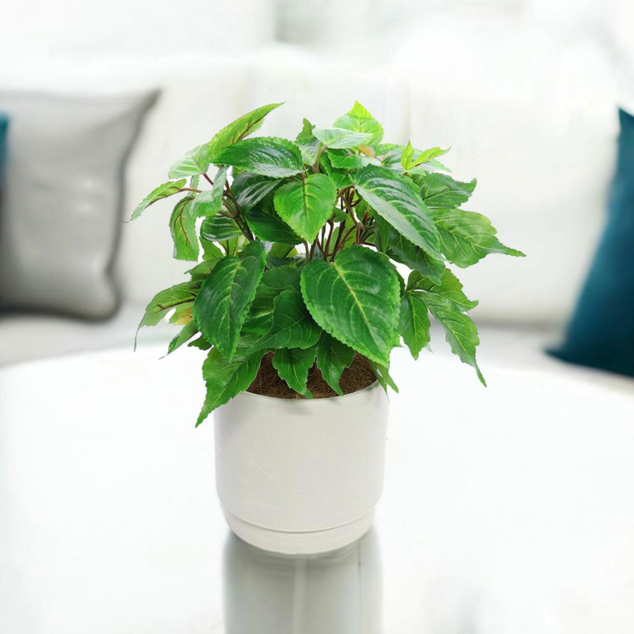 フェイクグリーン　観葉植物