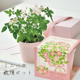 母の日 ギフト プレゼント 2024 栽培キット かわいい ミニバラ 薔薇 バラ 栽培 セット ギフト プレゼント 父 お祝い お母さん 誕生日 お家時間 プレゼント　美濃焼　「ミニバラ栽培セット　Thanks GARDEN」