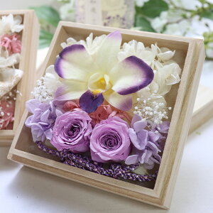 ~  vU[uht[  Zbg ~     Zbg ̓Q r͂͂  ~  p  V~  ފ  