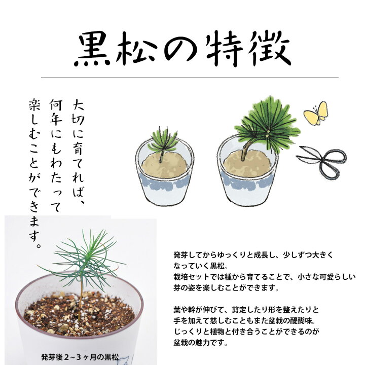 楽天市場 誕生日 父 プレゼント 盆栽 黒松 栽培キット 栽培セット 和室 インテリアグリーン おしゃれ かわいい 栽培 バーバパパ染付盆栽栽培セット 富士山 唐草 花ギフト サンクスブーケ