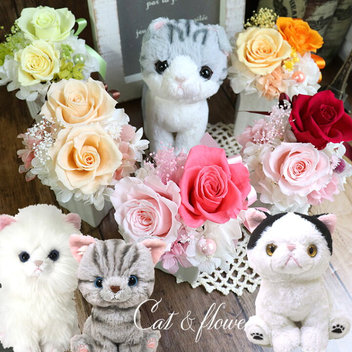楽天市場 お見舞い 猫 誕生日 花 プレゼント 電報 ぬいぐるみ 猫 ぬいぐるみ ギフト 誕生日プレゼント お供え ペット 花 雑貨 ネコ ねこ 花 プリザーブドフラワー ペルシャ アメリカンショートヘア スコティッシュフォールド ラグドール ハチワレ はなにゃんこでんぽう