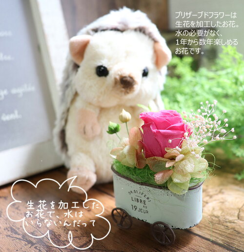楽天市場 はりねずみ ぬいぐるみ 花 セット かわいい プリザーブドフラワー 誕生日 プレゼント ギフト 癒しグッズ プレゼント ハリネズミ グッズ ぬいぐるみ 新商品 ハリーのおさんぽ ギフト 贈り物 花ギフト サンクスブーケ