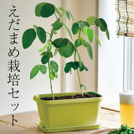 父の日ギフト 2026　えだまめ　栽培セット 家庭用栽培キット　枝豆 父の日 父 誕生日 野菜 種 栽培キット…