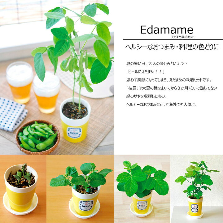激安価格の 父の日 ギフト えだまめ栽培セット 春夏限定 野菜栽培キット 景品 プレゼント ガーデニング 栽培