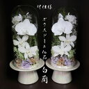 お供え 胡蝶蘭 プリザーブドフラワー 仏花 ガラスドーム 一対 初盆 ガラスドーム 一対 大 大きい 白 お盆 花器付き 仏壇用 ドーム 胡蝶蘭 白上がり 花 御供 お悔やみ 初盆 ブリザードフラワー 喪中見舞い 寒中見舞い 四十九日 お盆 お彼岸 「ガラスドーム 白蘭 対仕様」