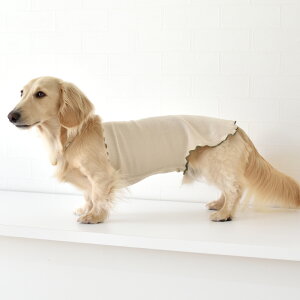 Xbgu͂܂ ͂܂@@p@ybg@ybgObY@߁@₷@ {fB[EH[}[  [΍ VjA ps[    snowdrop@䂤pPb