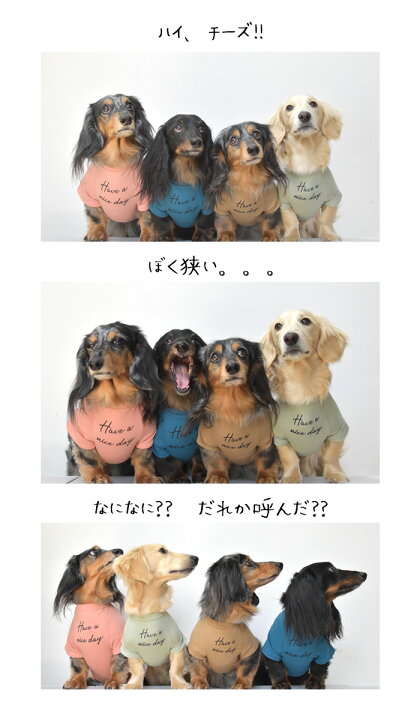 楽天市場 Newダックスフレンチ袖ｔシャツ ダックス フレンチ袖ｔシャツ 犬 ロゴ服 ｄｏｇ Dog Petto ペット ゆうパケット対応 Snowdrop