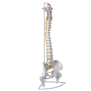 人体模型 骨 等身大 脊椎 模型 実物大 90センチ 脊髄骨盤模型 股関節 脊柱可動 ヘルニア病部 脊髄神経根 椎骨動脈 椎間板 人体 じんたい 模型 整骨院 LB-228 区分100S