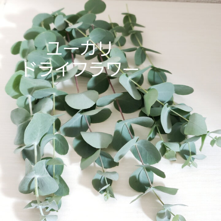 楽天市場 ユーカリ グニー ドライフラワー 花材セット アロマワックスバー ハーバリウム 即日発送 送料無料 So Netmoソネトモ