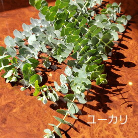楽天市場 花材 ユーカリ 花 観葉植物 花 ガーデン Diy の通販