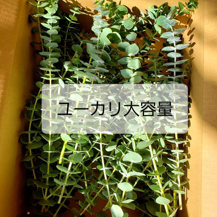 楽天市場 即日発送 ユーカリ 数量限定 大容量 まとめ買い ハーバリウム ドライフラワー アレンジメント フラワーアレンジメント サシェ 葉っぱ 花材セット アロマワックスサシェ アロマワックスバー レジン ドライ フラワー 花材 材料 葉 セット 花材セット So