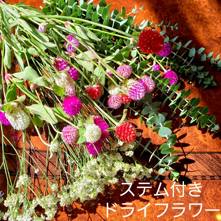 楽天市場 ユーカリ 千日紅 スターチス 茎 ドライフラワー 花材セット アロマワックスバー ハーバリウム 即日発送 So Netmoソネトモ
