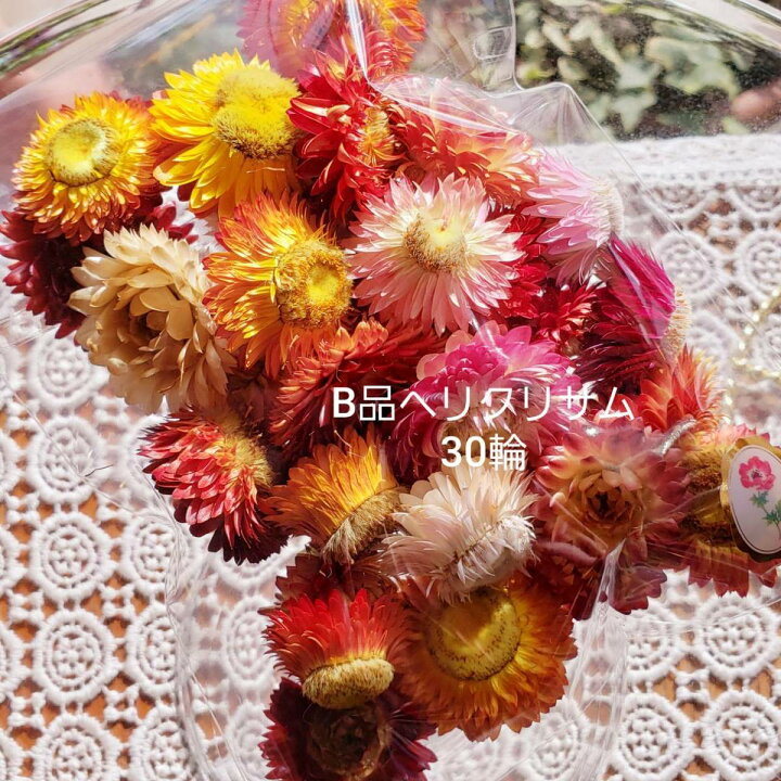 楽天市場 ヘリクリサム 帝王貝細工 種 ミックスカラー B品 So Netmoソネトモ