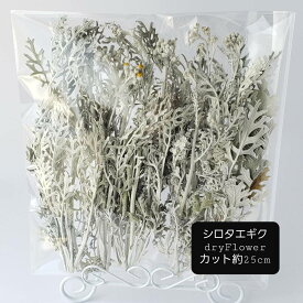 シロタエギク ドライフラワー シルバーリーフ 花材セット アロマワックスバー ハーバリウム