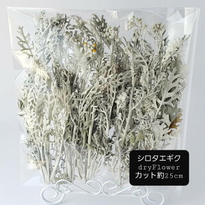 V^GMN hCt[ Vo[[t ԍރZbg A}bNXo[ n[oE