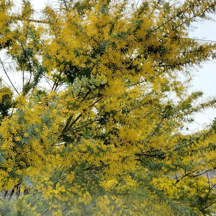 楽天市場 ミモザ 大人気商品 ドライフラワードライフラワー ミモザ 楽天市場売上no 1 So Netmoソネトモ