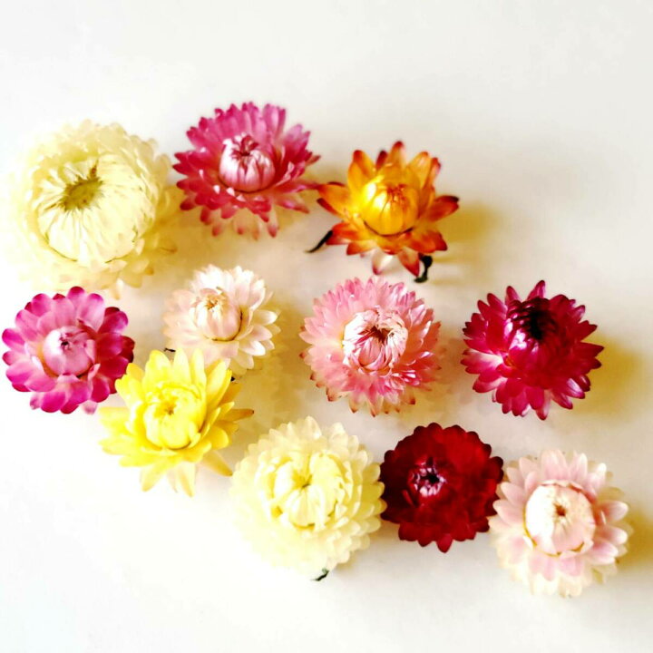 楽天市場 ヘリクリサム 帝王貝細工 ミックスカラー 花材 詰め合わせ ドライフラワー レジン 花材セットミックス アロマワックスバー ハーバリウム 手作り カラフル 材料 サシェ アロマ 花 フラワー セット アソート ハンドメイド 詰め合わせ プレゼント 贈り物 即日発送