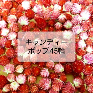 ドライフラワー インスタ映えの人気商品 通販 価格比較 価格 Com