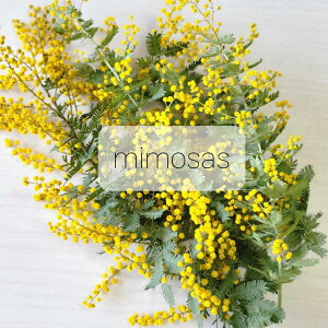 ~U AJVA ԍރZbg ԍ Lh {^jJ a  v[g \lg vU[uht[ hCt[ A}bNXo[ TVF Lhz_[ WF