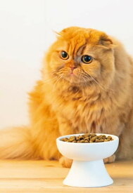 食器 食器 陶器 脚付き 円型 フードボール エサ皿 エサ入れ 餌入れ 食べやすい 皿 給餌器 猫 犬