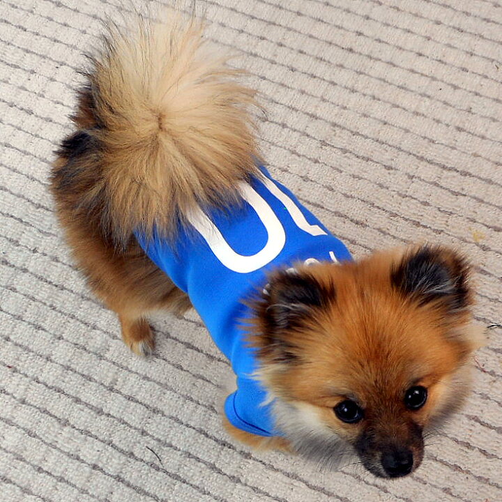 楽天市場 サッカーユニフォームタイプ 日本製ドッグウェア ペットウェア 小型犬用品 Dogwear いぬ用 ワンちゃん用 かわいい犬 の洋服 紫外線 暑さ 夏用 夏服 犬の服 散歩 応援 サッカー観戦 オリジナルドッグウェア 柿沼無地 ユニフォームファクトリー