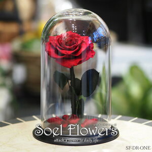 yyVLO1ʁz v|[Y vU[uht[  o KN A[T CeA  fXeBj[[Y Ɩb fBYj[ 1{ KXh[  LO a L