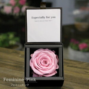 �y�y�V�����L���O1�ʁz �v���|�[�Y �N���X�}�X �v���U�[�u�h�t�����[ �o�� �͂�Ȃ� �� �����L�O�� M �K�N ��� 1�{ �T�v���C�Y �A�����[�T �_�C�������h���[�Y ���� �v���[���g ���� ������ 