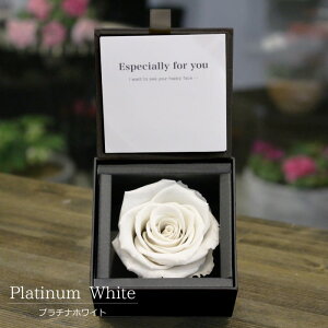 yyVLO1ʁz v|[Y vU[uht[ o ͂Ȃ  LO M KN  1{ TvCY A[T _Ch[Y  v[g   Nj a