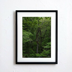 A[g G |X^[yn_041 TCYA4iSjiؐt[tjzA[g|X^[ ʐ^ { iiF R X  Nature photo japan A4TCY ztyMake Sensez wsn041-d9101a