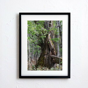 A[g G |X^[yn_042 TCYA4iSjiؐt[tjzA[g|X^[ ʐ^ { iiF R X   Nature forest photo japan A4TCY ztyMake Sensez wsn042-d9101a