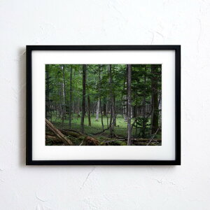 A[g G |X^[yn_059 TCYA4iSjiؐt[tjzA[g|X^[ ʐ^ { iiF R X   forest nature photo japan A4TCY ztyMake Sensez wsn059-d9101a