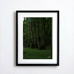 A[g G |X^[yn_060 TCYA4iSjiؐt[tjzA[g|X^[ ʐ^ { iiF R X  forest nature photo japan A4TCY ztyMake Sensez wsn060-d9101a
