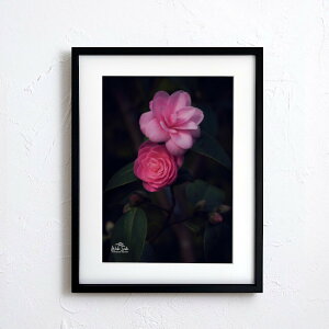 A[g G |X^[yf2_067 TCYA4iSjiؐt[tjzA[g|X^[ ʐ^ {   coL camellia iiF photo japan flower A4TCY ztyMake Sensez wsf2-067-d9101a
